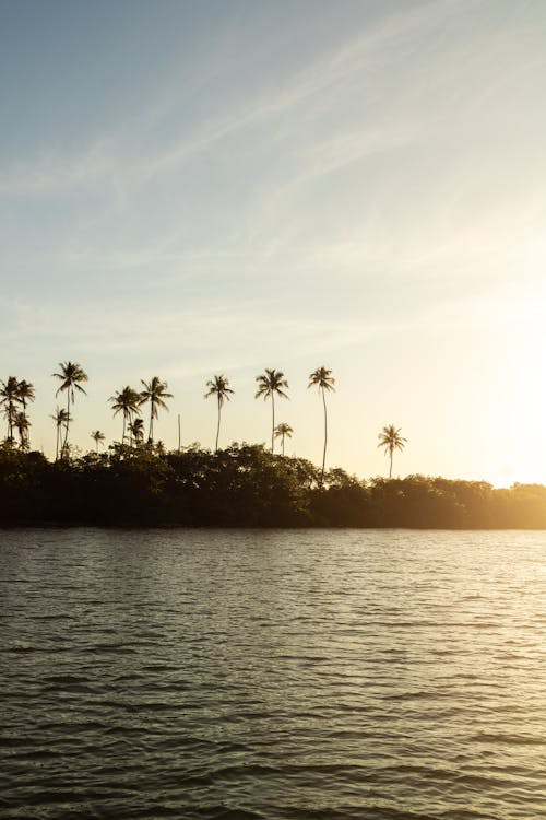 Palm Trees on Island at Dawn