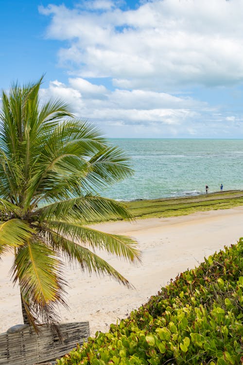 Palm Tree Growing by a Sand Beach