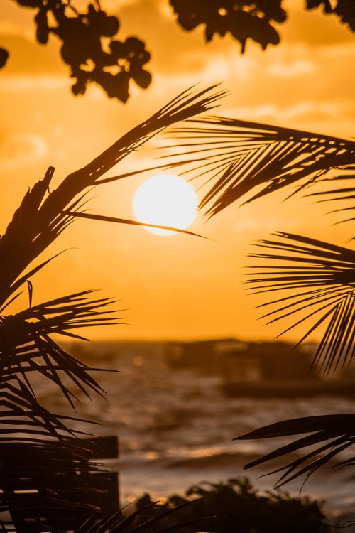 Free Vibrant sunset over the ocean framed by palm leaves, capturing tropical serenity. Stock Photo