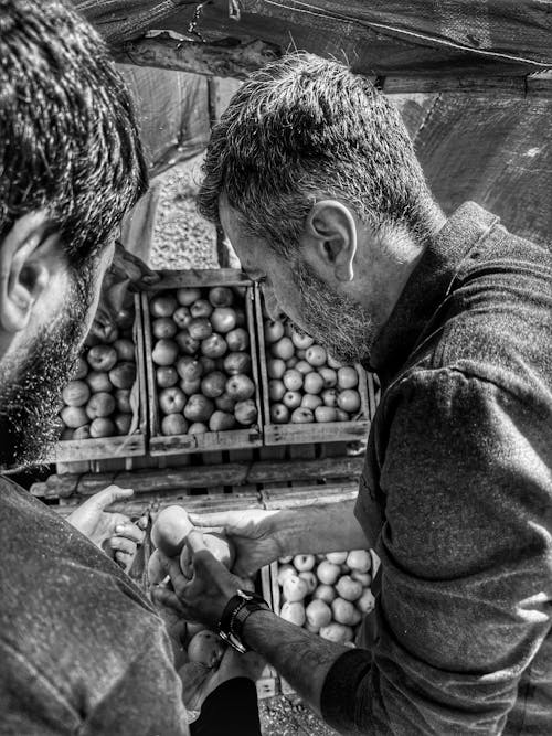 Free stock photo of apple, fruit, human