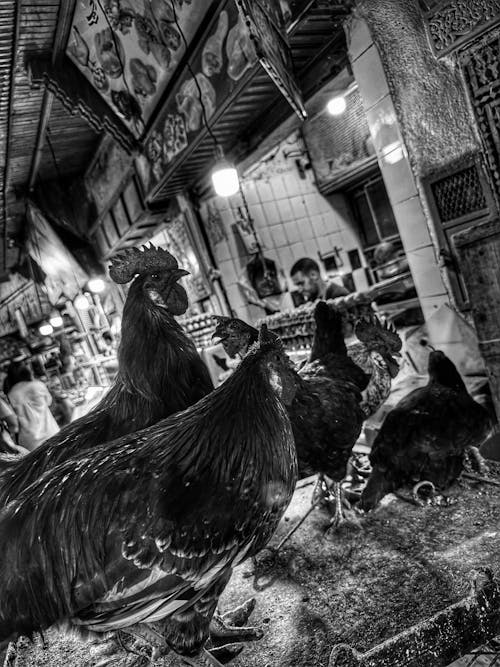 Free stock photo of animal, bazaar, blackbird