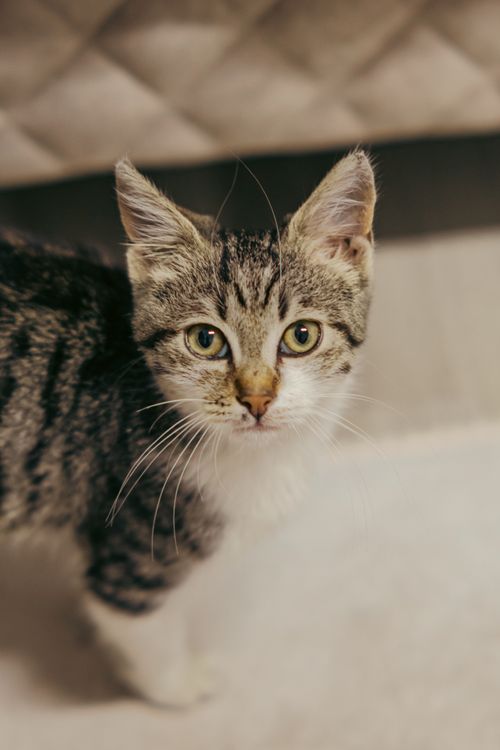 Free Adorable kitten with striking eyes staring curiously at the camera indoors. Stock Photo
