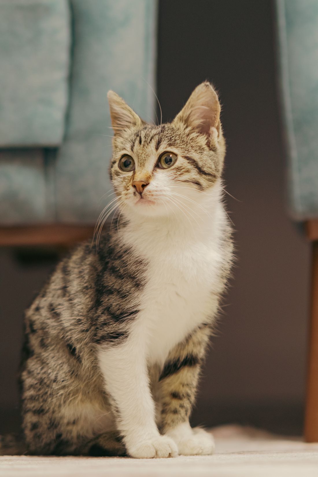 Fluffy young kitten sitting indoors with eyes open and ears upright