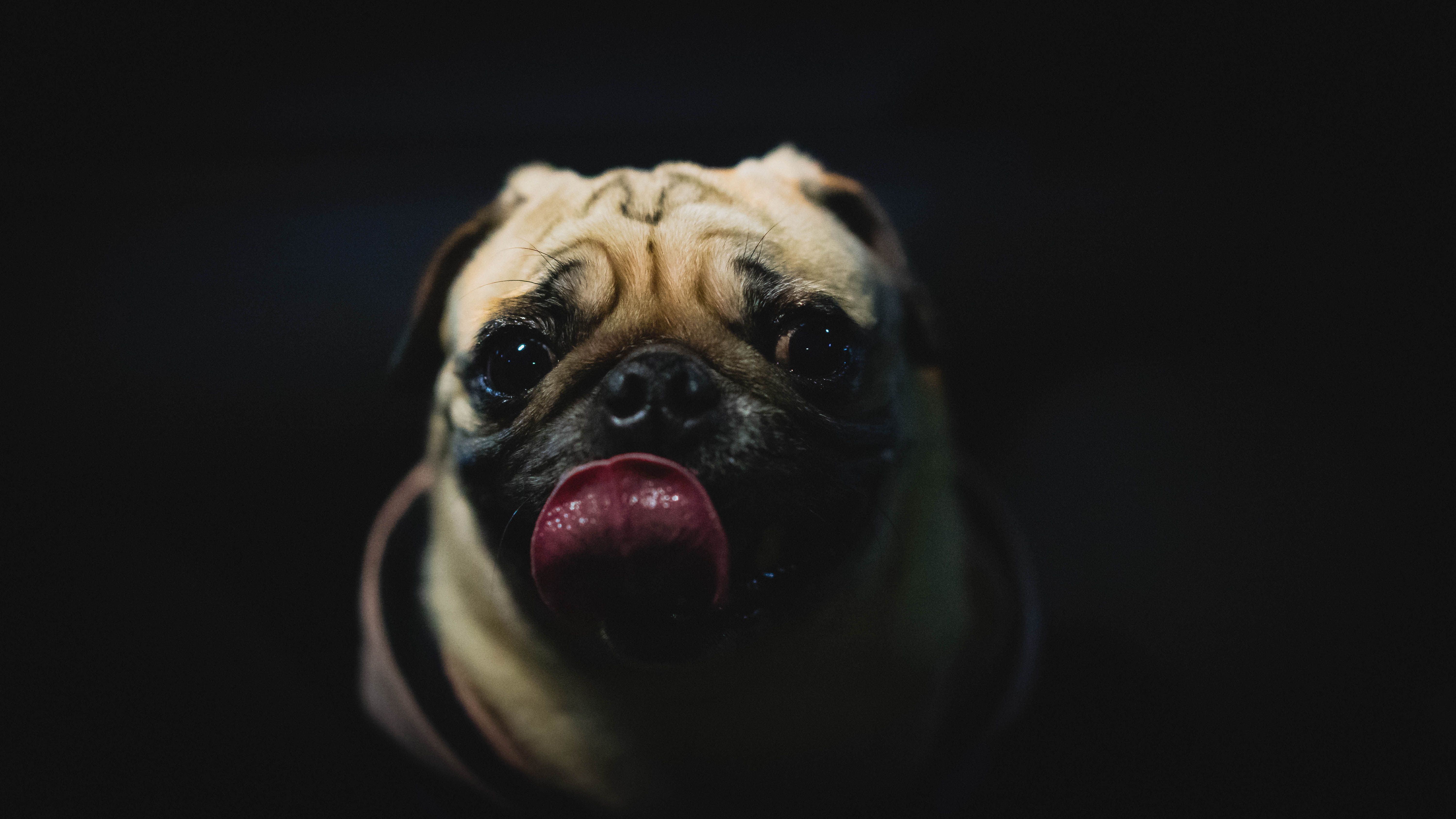 Foto Stok Gratis Tentang Anjing Background Hitam Binatang