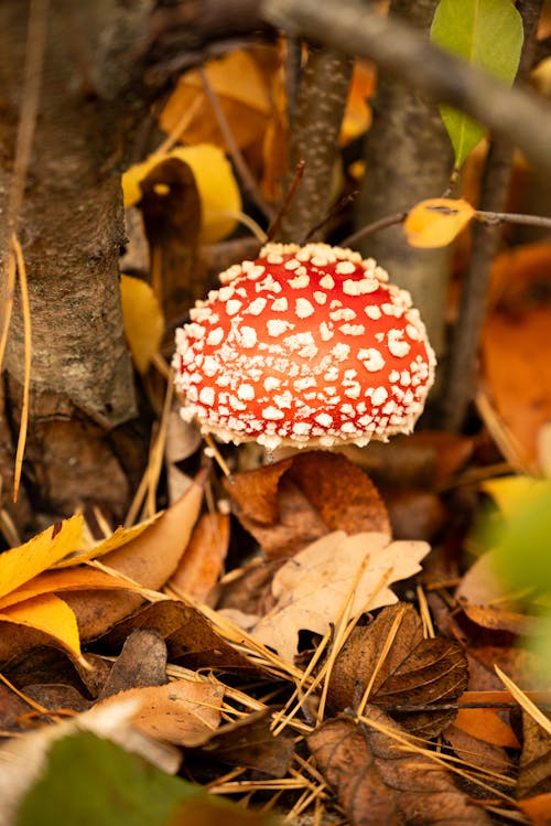 Photos gratuites de amanite tue-mouches, automne, feuilles