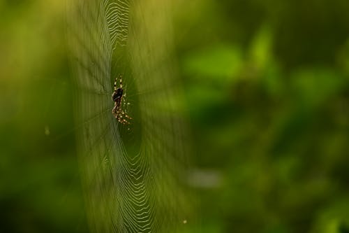 天性, 蜘蛛, 野生動物攝影 的 免費圖庫相片