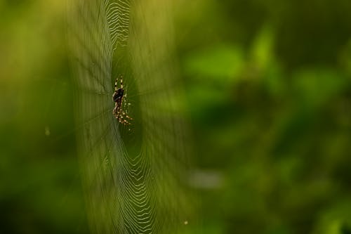 Immagine gratuita di aracnide, fotografia naturalistica, natura