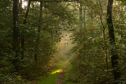 Free Sunlit forest path surrounded by lush, green foliage in a serene summer setting. Stock Photo