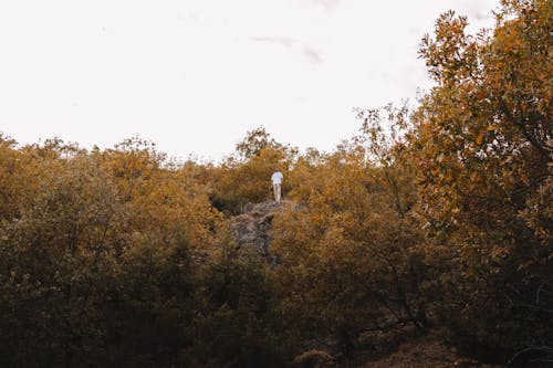 Gratis stockfoto met bomen, eigen tijd, herfst