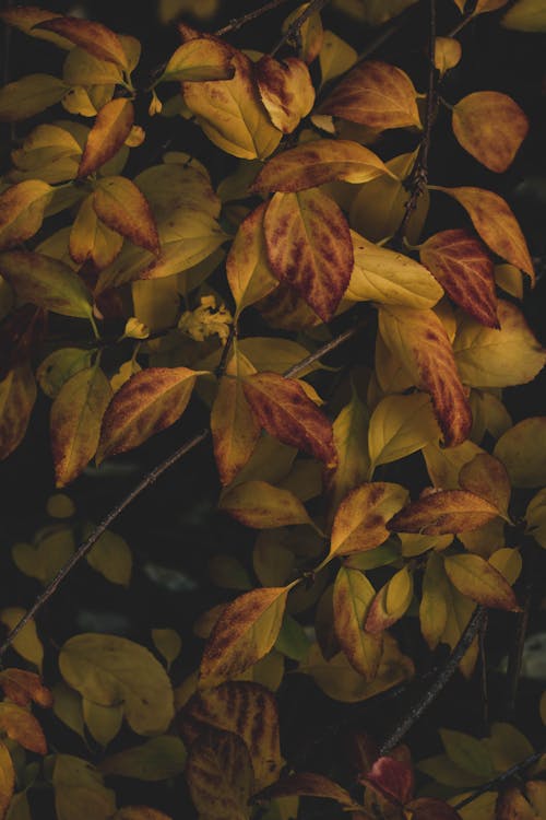 Leaves of Shrub in Autumn