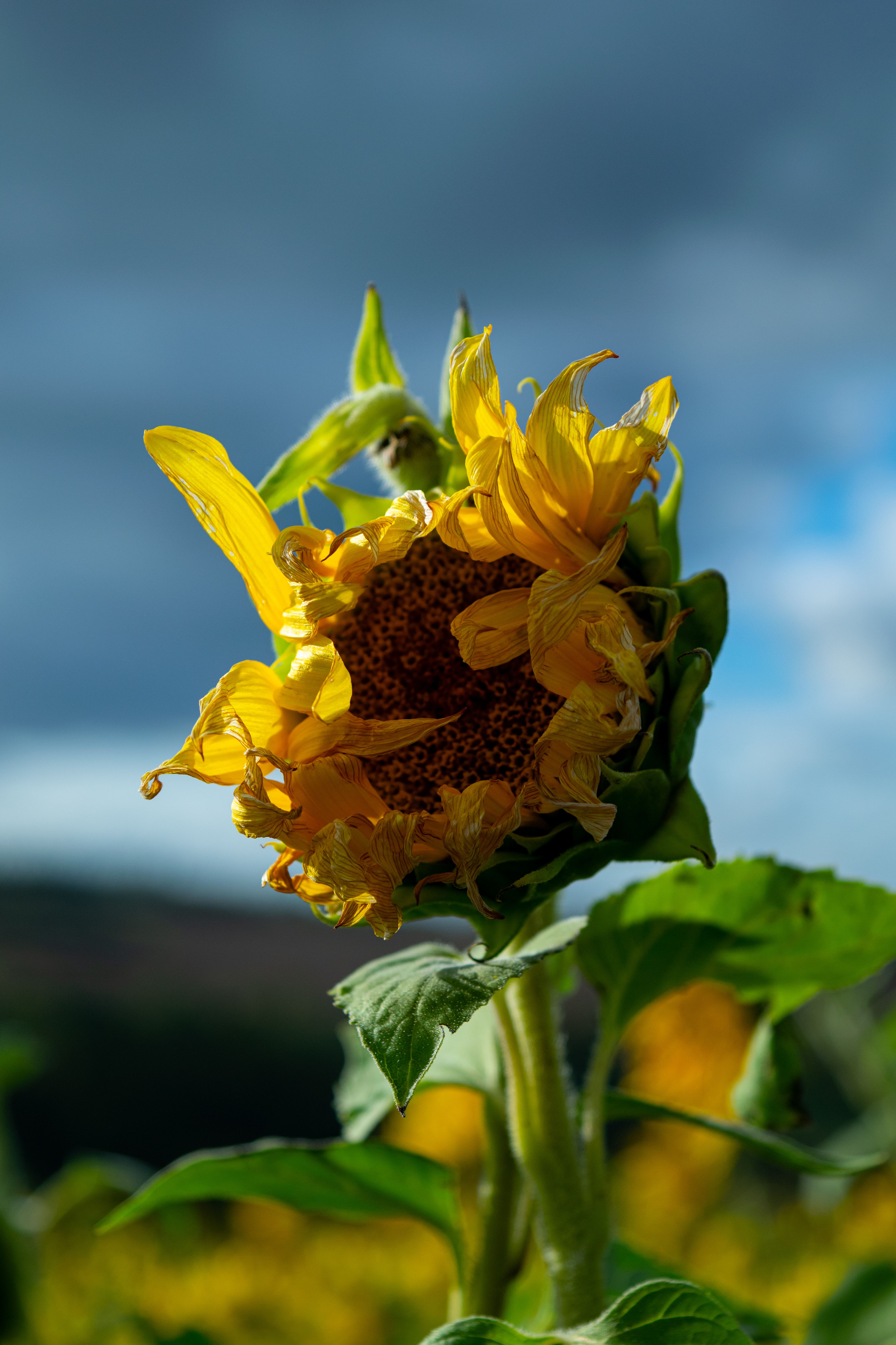 Close up of Sunflower · Free Stock Photo