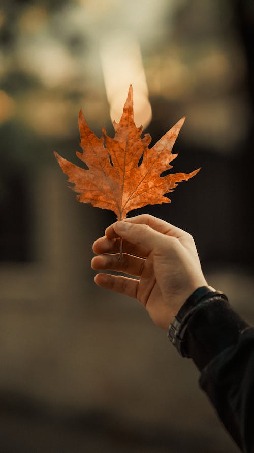 Hand with Autumn Leaf