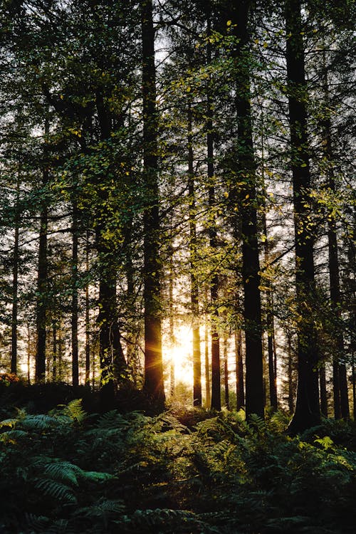 Setting Sun Between the Trees in the Forest