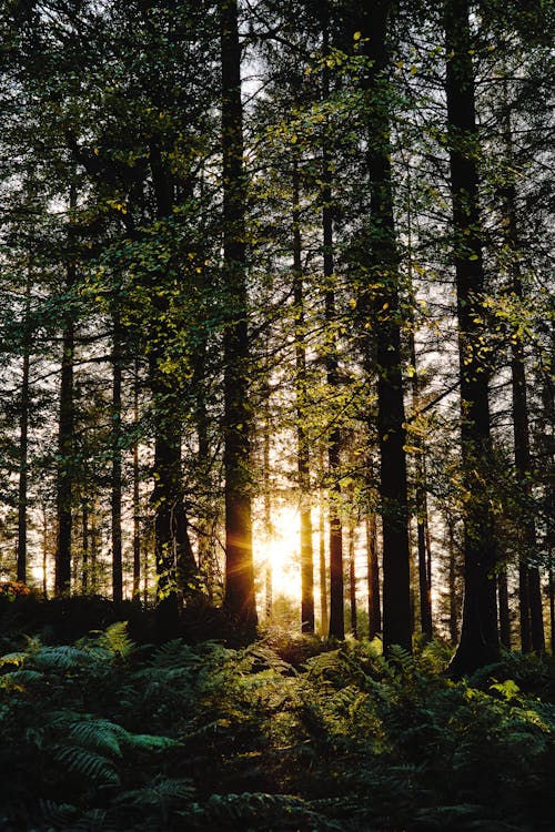 Základová fotografie zdarma na téma kapradiny, krajina, les