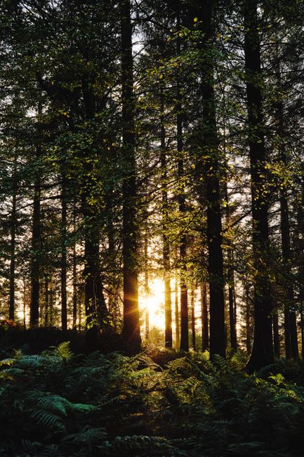 Tranquil forest scene at sunrise with ferns and tall trees in Penrith, England.