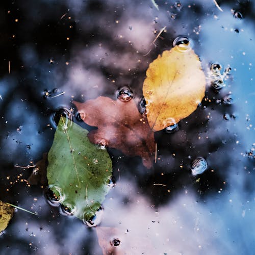 Autumn Leaves on Water