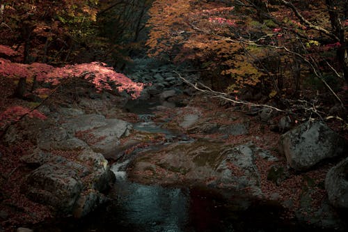 Stream in Forest in Autumn