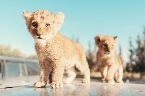 Two Baby Lions