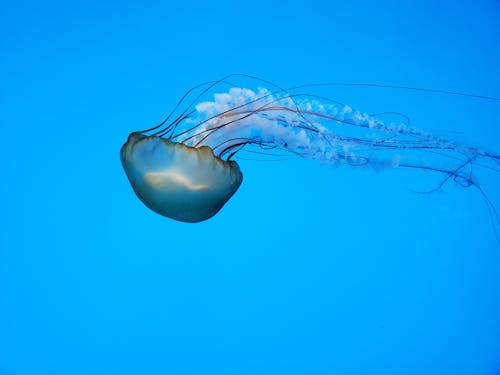 Kostenloses Stock Foto zu leben im meer, nahansicht, natur