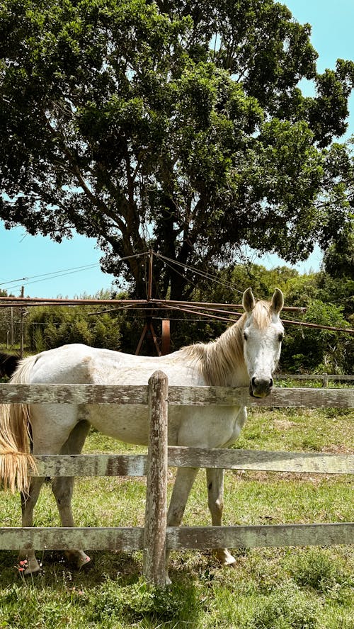 Gratis lagerfoto af amerikansk maling hest, animalsk landbrug, gård