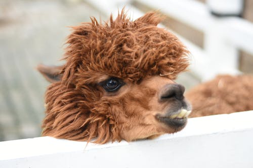 Imagine de stoc gratuită din adorabil, alpaca, animale domestice