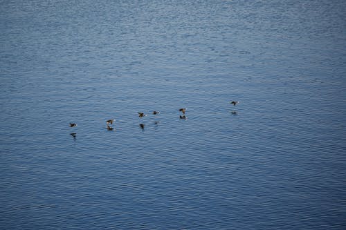 Ducks Flying over Lake