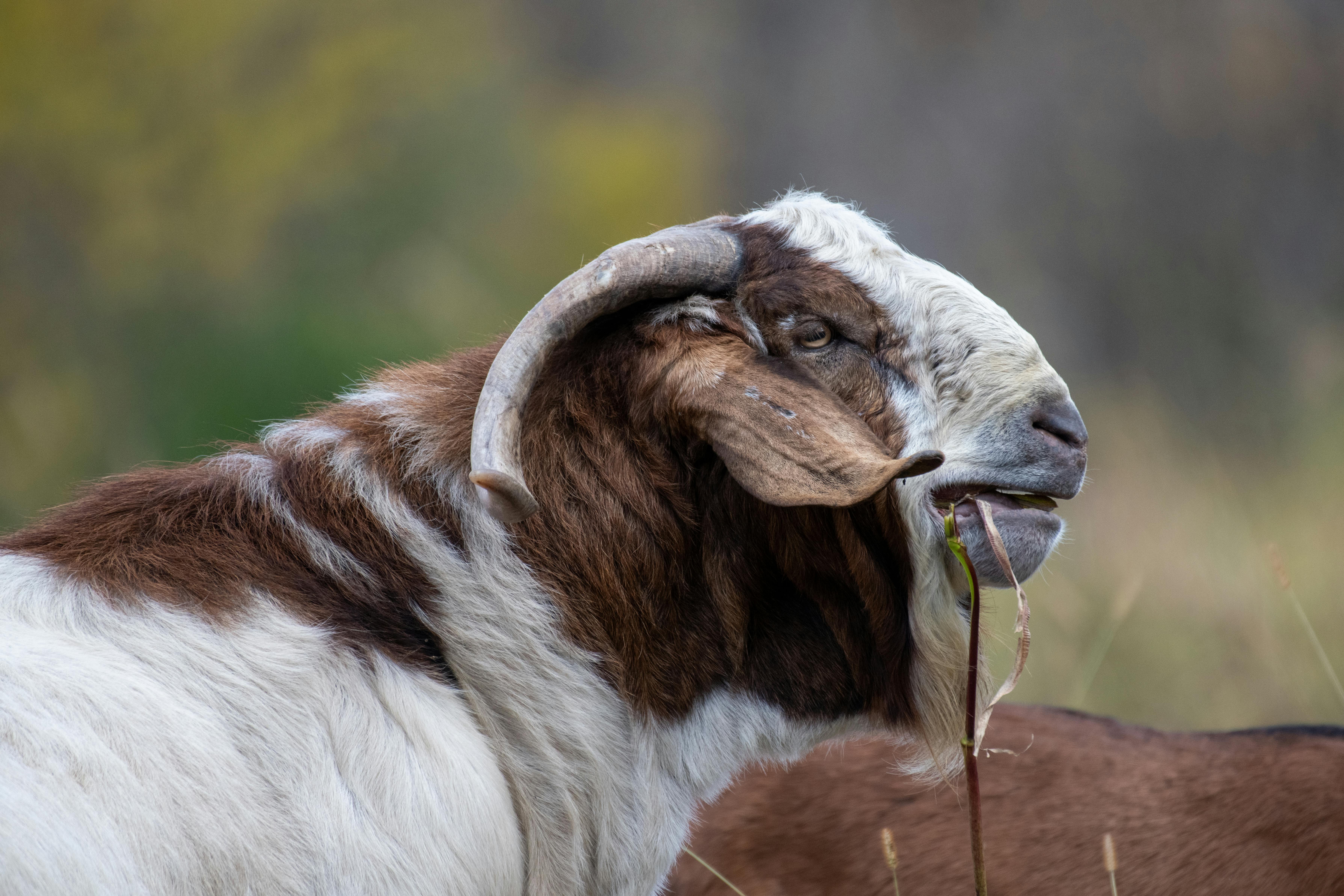 Gratuit Photos gratuites de agriculture, animal à cornes, animal de compagnie Photos