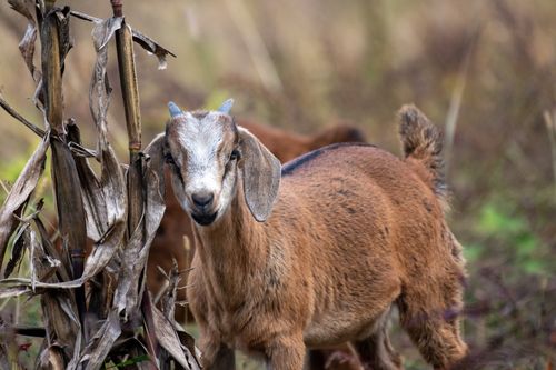 Free Close-up of a young goat in a rural field, ideal for animal and livestock themes. Stock Photo