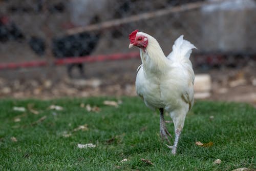 Chicken Walking in the Yard