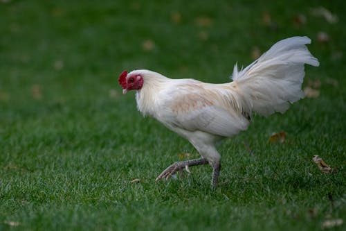 Kostenloses Stock Foto zu geflügel, gehen, gras