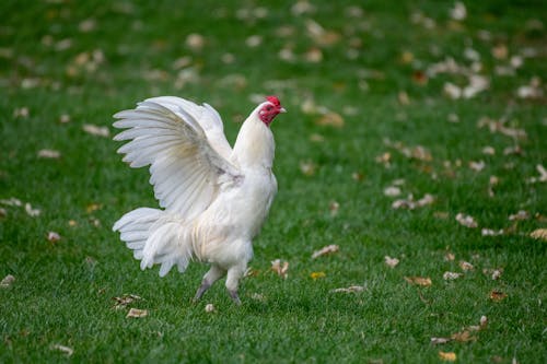チキン, 家禽, 田舎の無料の写真素材