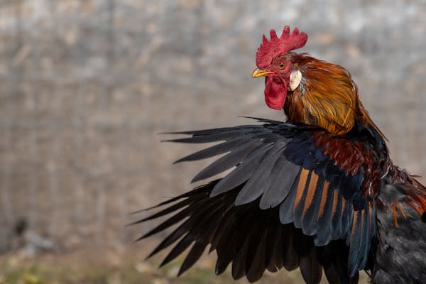 Dominant vs. Recessive Traits in Chicken Breeds