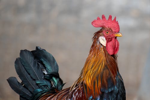 Portrait of a Rooster