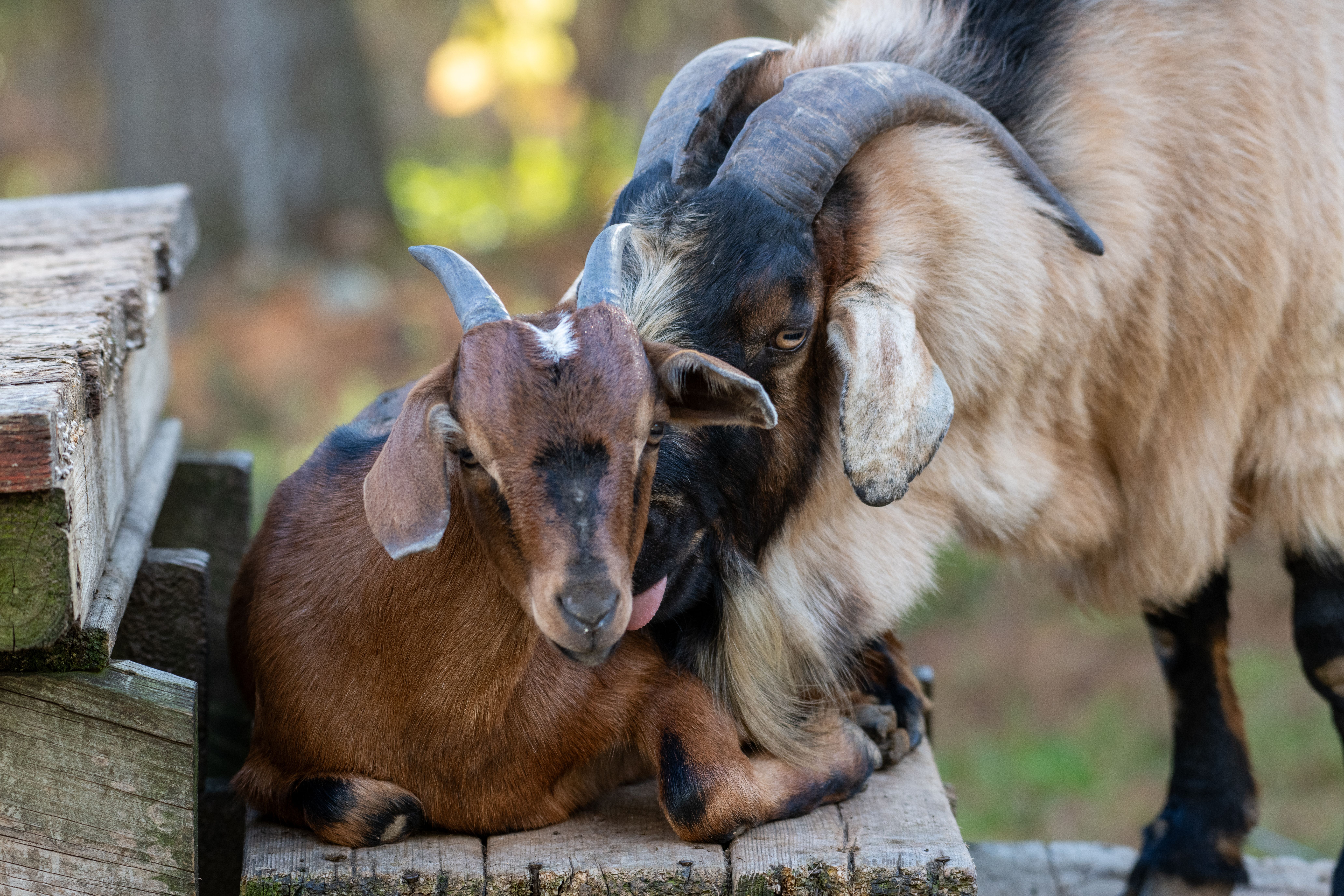 Close up of Goats · Free Stock Photo