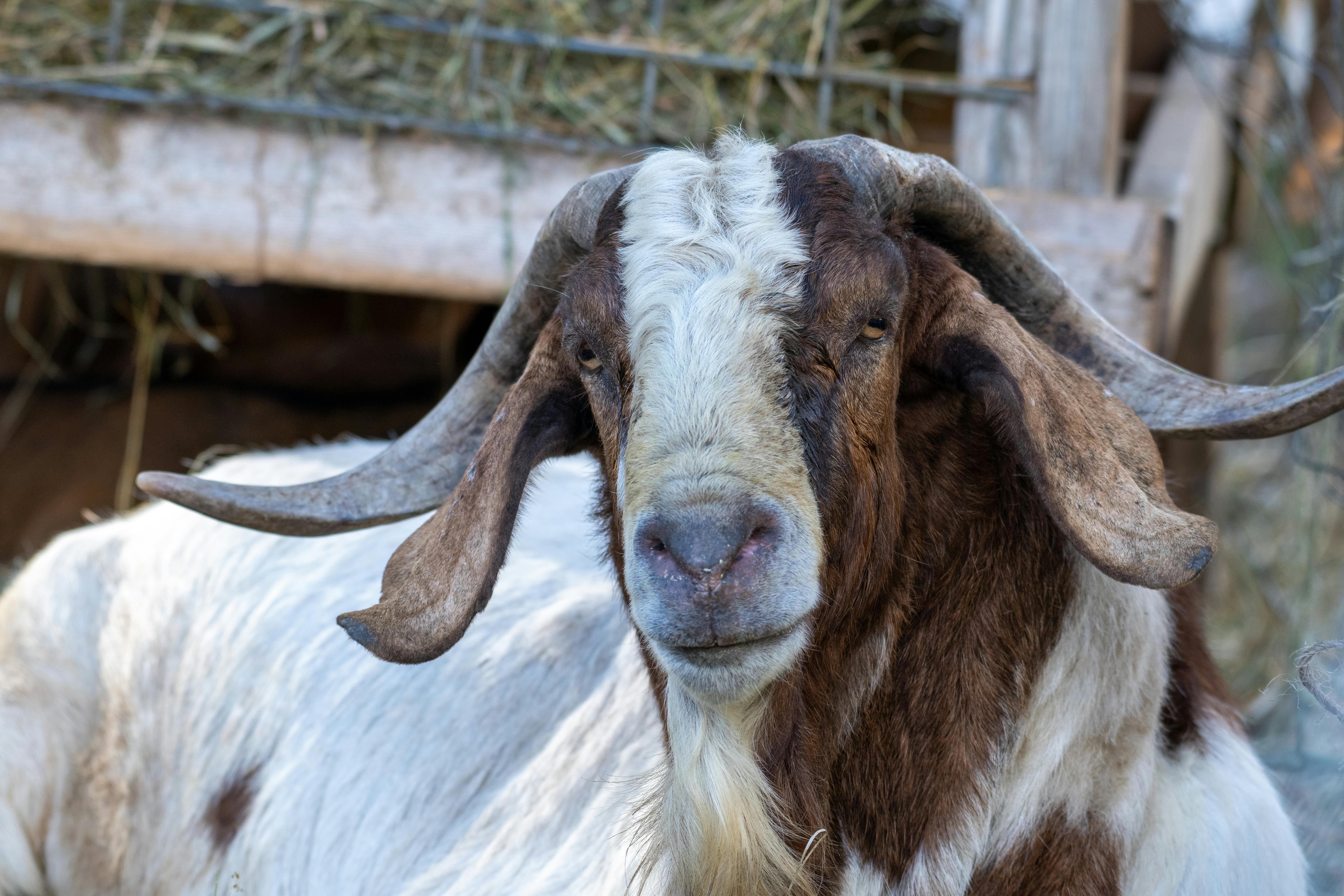 grátis Foto profissional grátis de agricultura, animal da fazenda, animal de casco Foto profissional