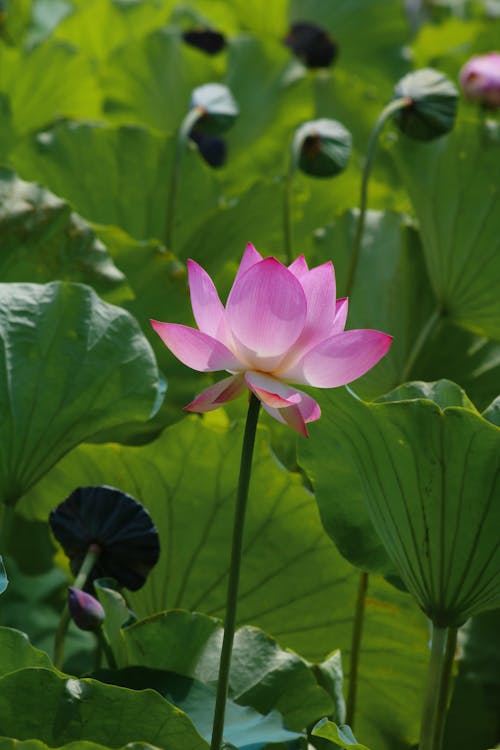 Pink Lotus Flower Among Green Leaves 