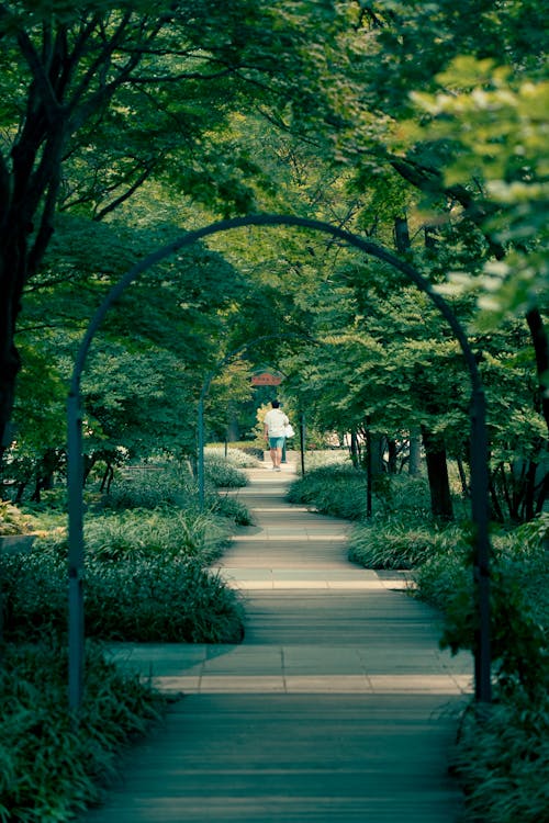 Footpath in a Green Garden