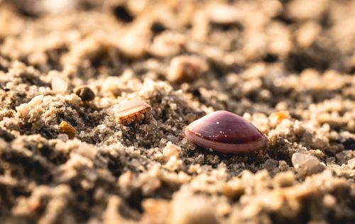 Free Close-up of a pink seashell resting on a sandy beach in Neuharlingersiel, Germany. Stock Photo