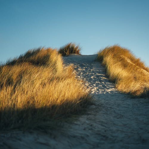 Photos gratuites de chemin, dune, été
