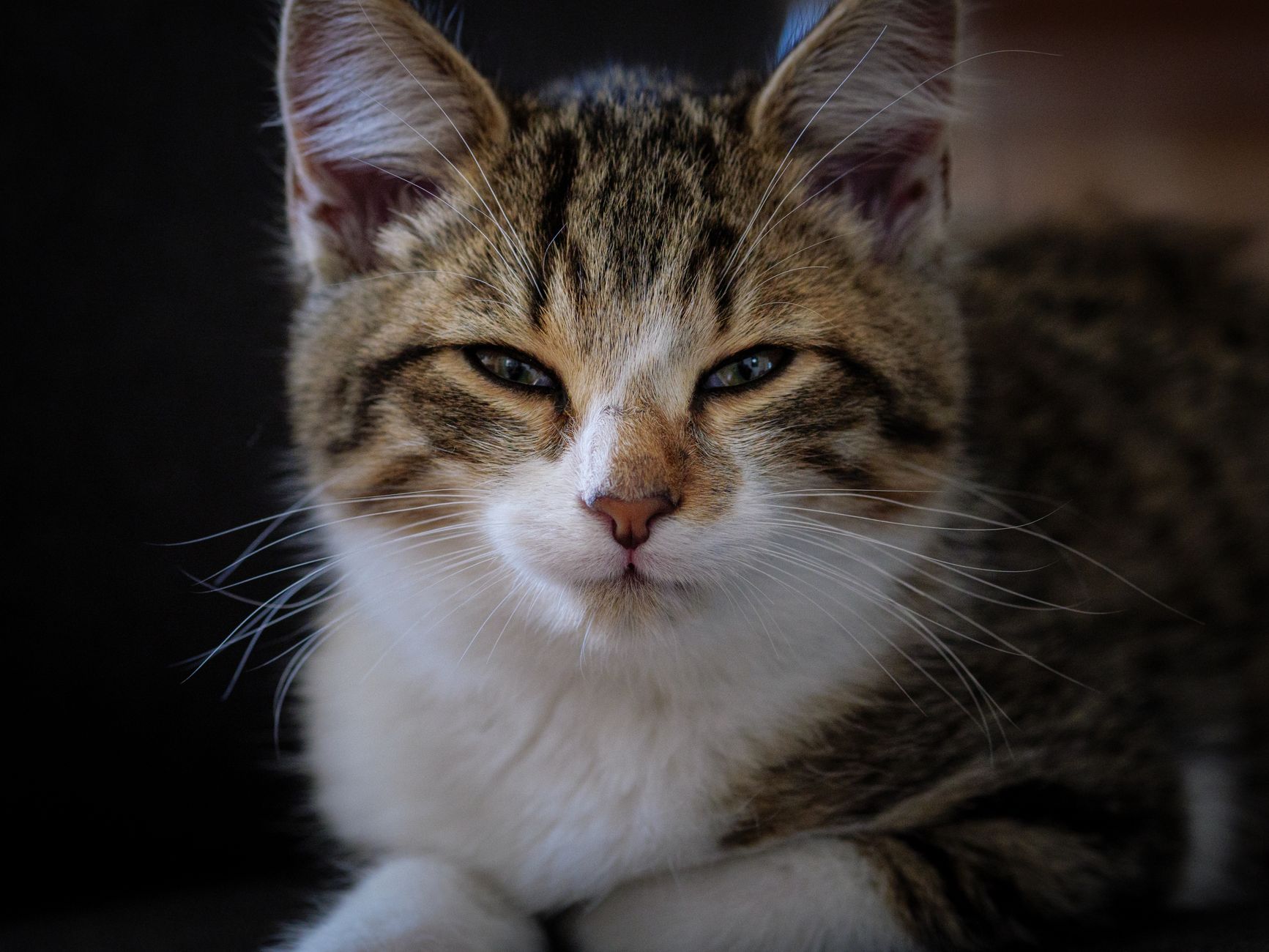 Veterinary care for a cat