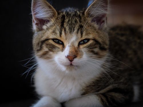 Free Charming close-up shot of a young tabby kitten with captivating gaze. Stock Photo