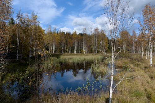 Gratis stockfoto met bladeren, bomen, Bos