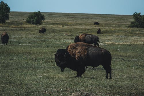 Gratis arkivbilde med åker, bisons, dyreliv