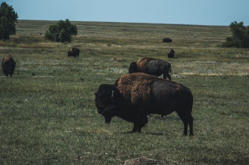 Free American bisons roam freely in a vast, open grassland under a clear sky. Stock Photo