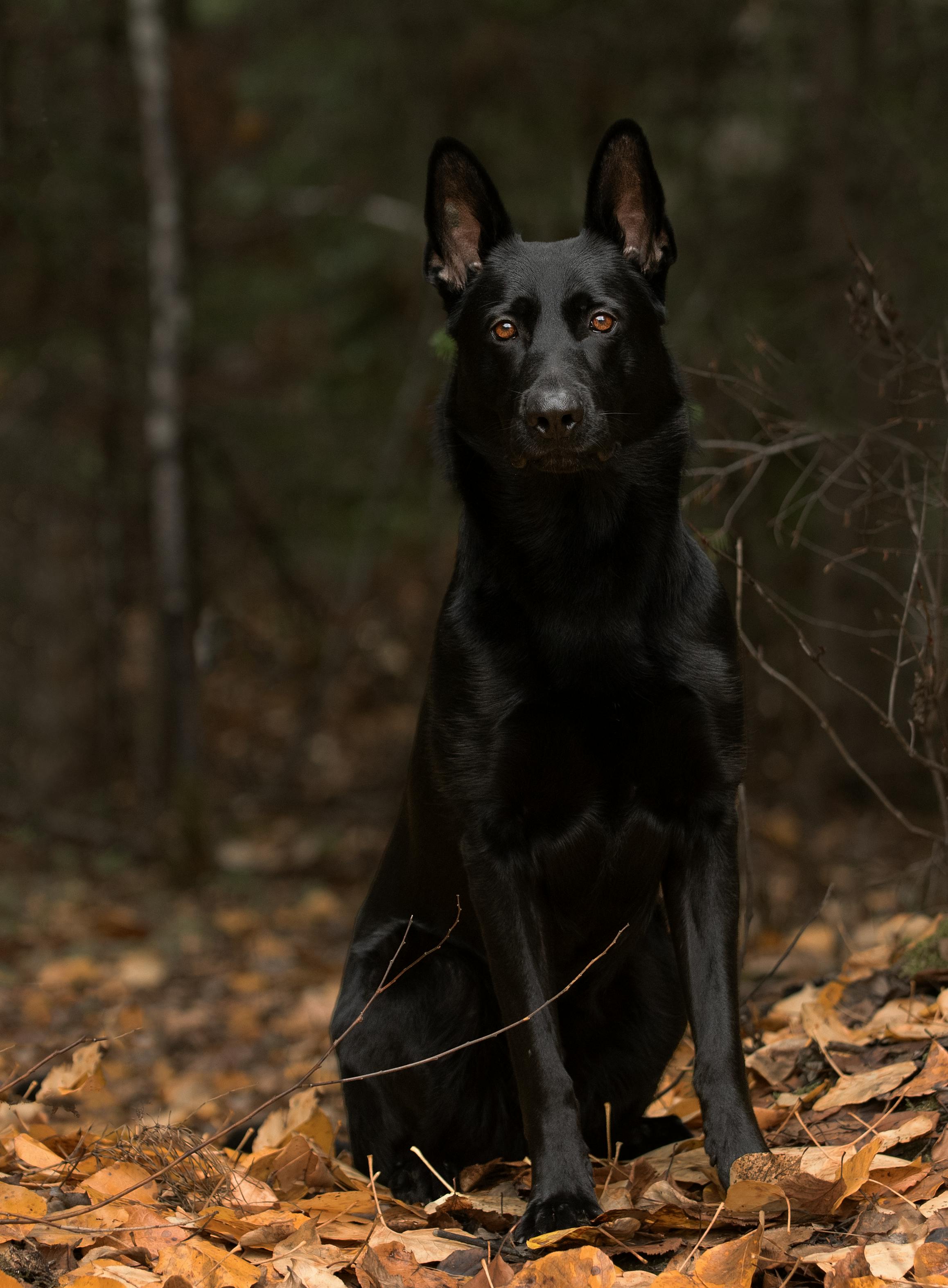 K9 Photos, Download The BEST Free K9 Stock Photos & HD Images