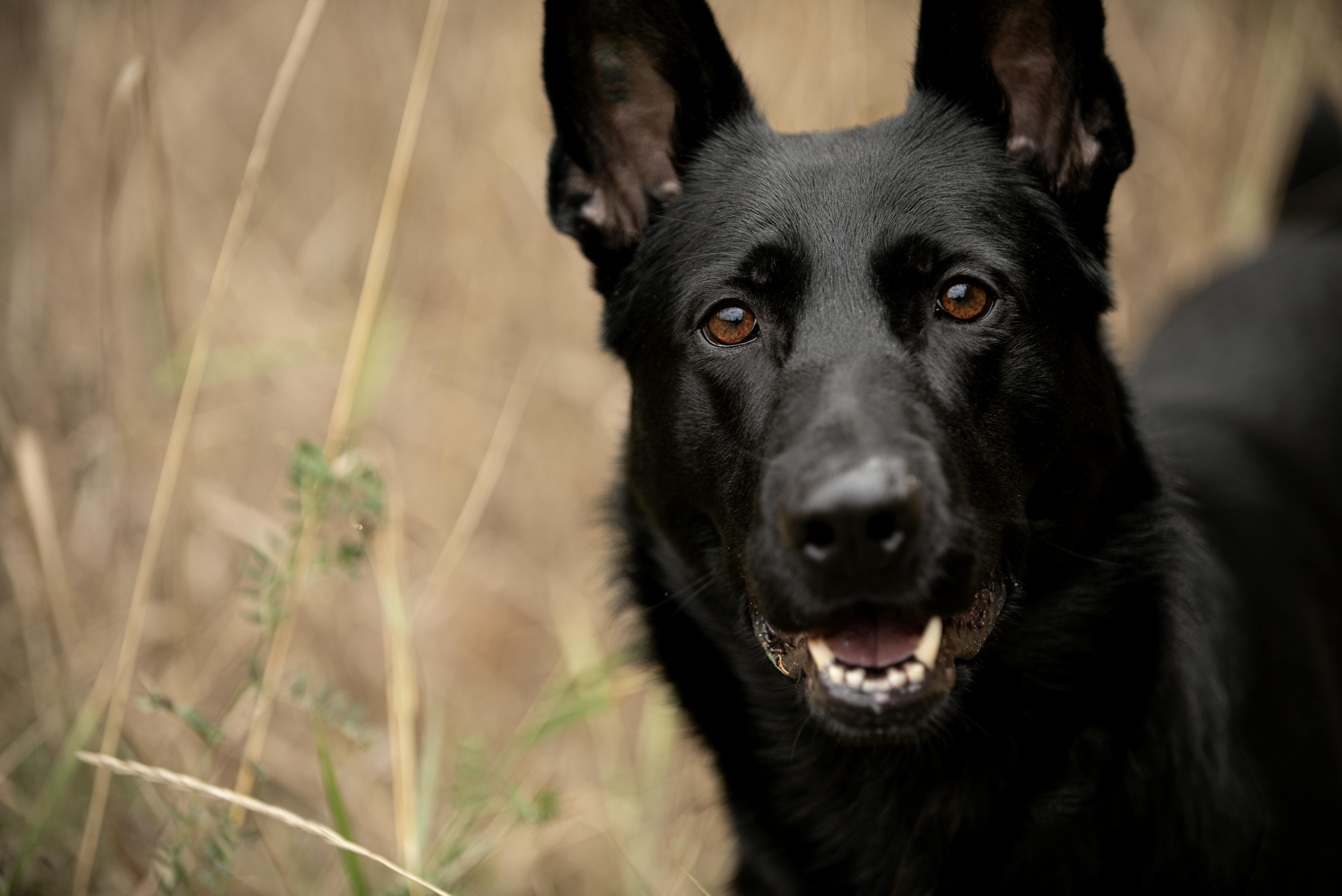 K9 Photos, Download The BEST Free K9 Stock Photos & HD Images