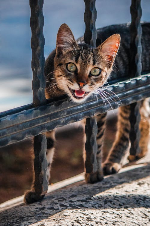 Little Cat Behind a Grille