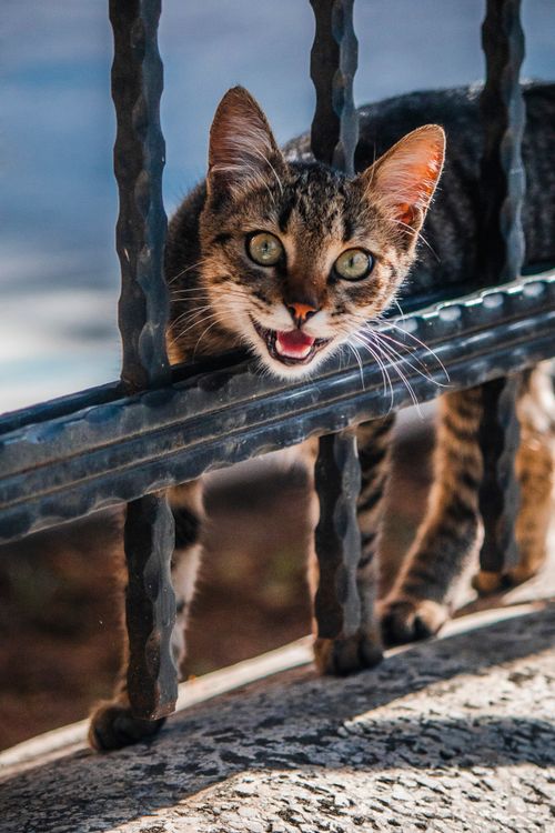 Free Curious kitten playfully peeking through a metal fence in bright sunlight outdoors. Stock Photo