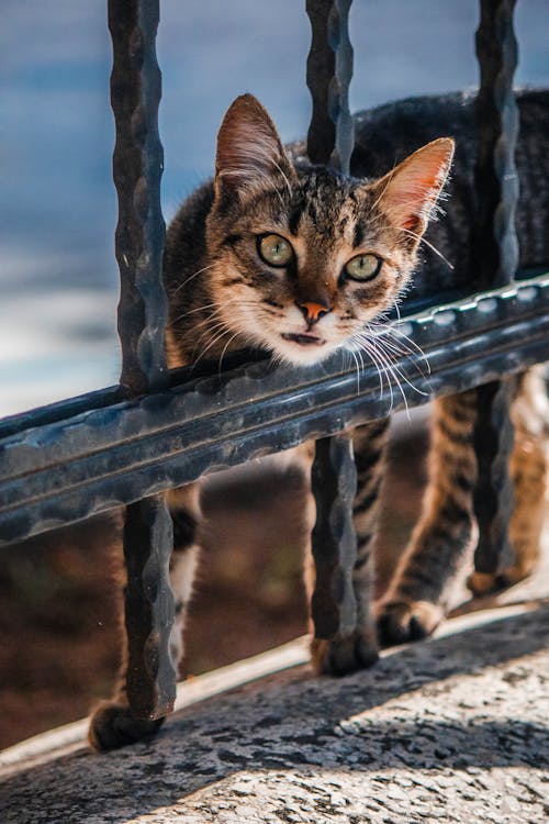 Cat Behind a Grille