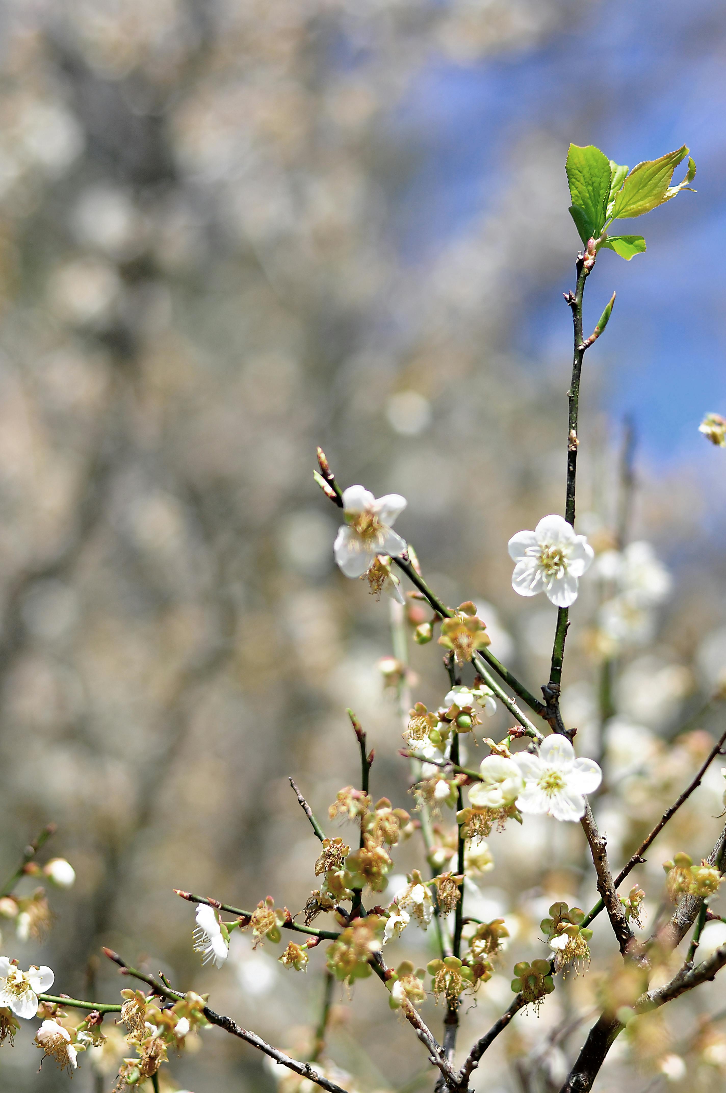 梅の花 花の無料の写真素材